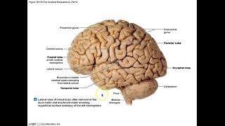 Brockmann Cerebrum [upl. by Seel]