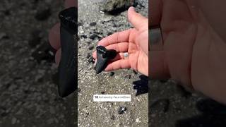 Giant shark tooth from Megalodon’s direct ancestor found on an Adventure 😱 fossils charleston [upl. by Khalin]