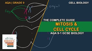 Mitosis and the Cell Cycle  GCSE Biology AQA [upl. by Wiener]