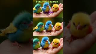 Surah Al Baqarah Verse 33 With Urdu amp English Translation surahalbaqarah manzilemaqsood [upl. by Cherice176]