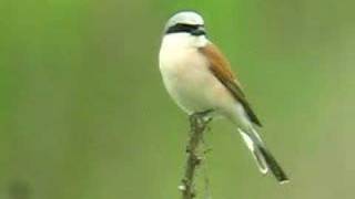 redbacked Shrike [upl. by Ecnaralc]