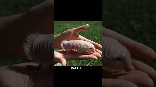 The pink fairy armadillo shortvideo [upl. by Garaway295]