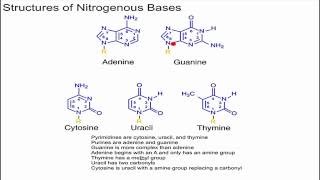 Structure of Nitrogenous Bases [upl. by Trella]