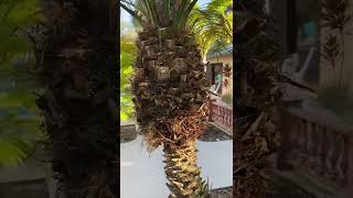 Pygmy Date Nut CleaningHow to Trim a TreeLarge Trees and PalmsThe Tree PlantersHow to Videos [upl. by Pontias573]