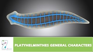 PLATYHELMINTHES GENERAL CHARACTERS [upl. by Axela]