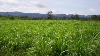 Características del Ensilaje de Maiz y Pasto Tifton 85  TvAgro por Juan Gonzalo Angel [upl. by Kinney]