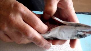 Gutting a mackerel [upl. by Sivam]