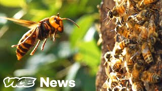 Watch A ‘Murder Hornet’ Destroy An Entire Honeybee Hive [upl. by Wat521]