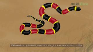 How to Tell the Difference Between a King Snake and a Coral Snake [upl. by Calvinna166]