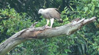 City In Nature  灰头渔雕 Greyheaded Fish Eagle Eating Fish  18 June 2024  Singapore  855am [upl. by Ahsimek]