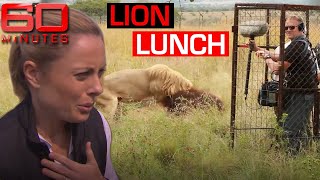 Male lion goes after TV film crew  60 Minutes Australia [upl. by Eciralc]