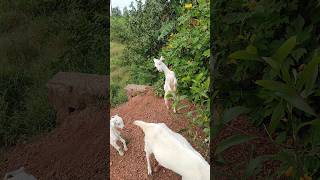 Bright Goat Farm shorts animals funny cow comedy cute [upl. by Yesnik938]