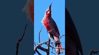 El canto de un macho de Cardenal Zaino Cardinalis sinuatus Captado en San Carlos Sonora [upl. by Nairadas745]