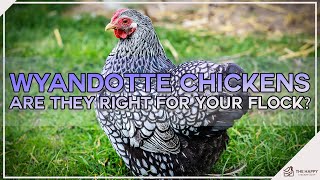 Wyandotte Chickens Are They Right For Your Flock [upl. by Affra]