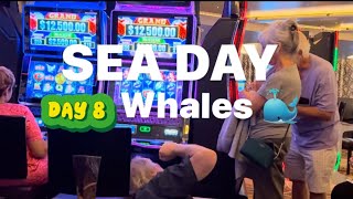 SEA DAY Whales at breakfast SOLO cruise MS Rotterdam Transatlantic Repositioning Cruise [upl. by Akselav551]