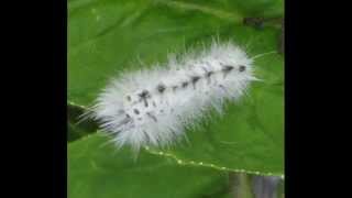 White Fluffy Caterpillar [upl. by Atniuqal157]