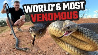 2 OF THE 3 WORLDS MOST VENOMOUS SNAKES  EASTERN BROWN amp COASTAL TAIPAN  HERPING CAIRNS EP 3 [upl. by Ecirp]