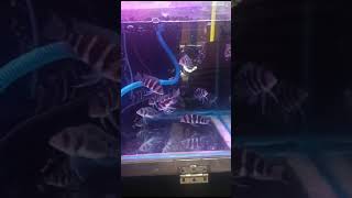 Frontosa Burundi amp black widow whatthefish aquarium viral [upl. by Ahens]