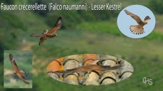 Faucon crécerellette Falco naumanni [upl. by Ysnat]