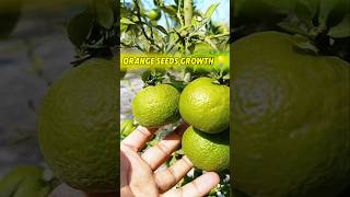 বীজ থেকে কমলা গাছ সংগ্রহ 🎄Grow Orange Tree from seed timelapse plants orange seedlings shots [upl. by Mikel840]