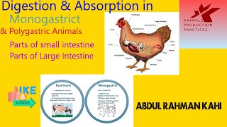 Digestion of nutrients in monogastric and polygastric animals  Animal Nutrition  Animal Husbandry [upl. by Otecina]