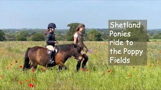 Shetland Ponies Ride to the Poppy Fields TV Episode 440 [upl. by Melbourne]