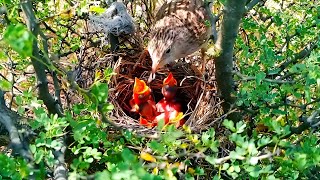 Skylark Sacrifice A Mothers Love Beyond All LimitsSkylark Love How This Bird Puts Its Chicks First [upl. by Mcquade]