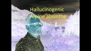 How to make Hallucinogenic alpine absinthe [upl. by Hughett]