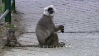 Uttarakhand Mother Langur eats a roti [upl. by Aicilihp]