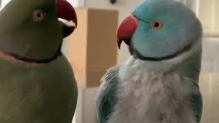 Parrots incredibly talk to each other like humans viral video [upl. by Melleta307]