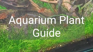 Aquarium Plant GuideEleocharis parvula [upl. by Ykcaj689]