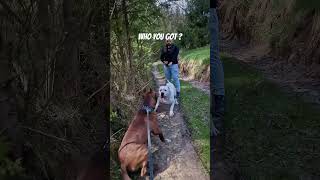 Dogo Argentino Attacks Pitbull 😱😱 dogattack dogoargentino pitbull [upl. by Airel]