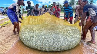 Unbelievable 1000KG Fish Catch in Seine Net  Incredible Fishing [upl. by Laitselec]