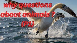 The ABSOLUTE BEST Way to Understand Animals Behavior P1 [upl. by Malchy339]