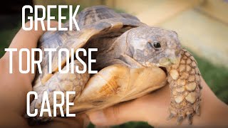 Greek Tortoise Care [upl. by Knowle]