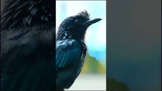 Drongo bird sound 4K  Sound of Drongo bird shorts birds [upl. by Brok609]