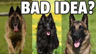 8 Things to Know Before Getting a Belgian Shepherd Dog [upl. by Leinod53]