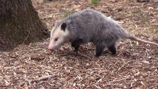 Virginia opossum Didelphis virginiana [upl. by Darmit]