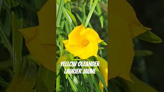 Yellow oleander  thevetia peruviana lucky nut laurier jaune nature garden flowers shorts [upl. by Ecissej]