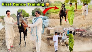 Hmary New Horse Thakur Ki First Dance Training Start Ho Gai 😍  Horse Dance Practice [upl. by Pollerd]