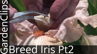 Iris Genetics and Hybridizing with Dr Kenneth Kidd  Part 2  Breeding Iris How Its Done [upl. by Zetnwahs312]