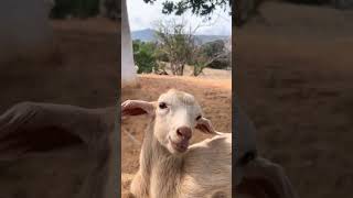 Goat Kid Funny Video  Pets  Funny Animals  Goat Funny Sound [upl. by Notla]