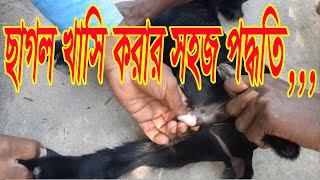 ছাগল খাসি করার সহজ পদ্ধতিAnimal Health Care Bangla [upl. by Rehtaeh318]