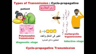 Parasitology ASU Blood module African trypanosoma Dr Khaled habib [upl. by Nahtnamas187]