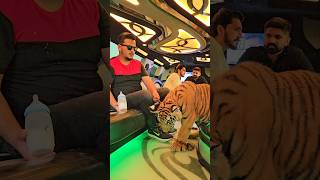 Bengal Tiger Loves to Travel in Limousine  Nouman Hassan [upl. by Ariew202]