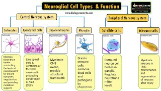 Neuroglial Cell Types by location and Basic function 6 Types of Glial cells and their function [upl. by Ecirtnahs509]