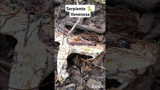 Serpiente venenosa berrugosa [upl. by Sibelle]