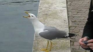 Lachende Möwe in Rovinj [upl. by Bently]