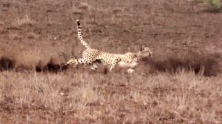 Cheetah Chases a Fast Steenbok [upl. by Dyraj]