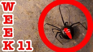 How To Catch A Redback Spider Under My Toyota Week 11 EDUCATIONAL VIDEO [upl. by Ierbua874]